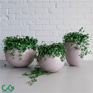 Ivy_Pots